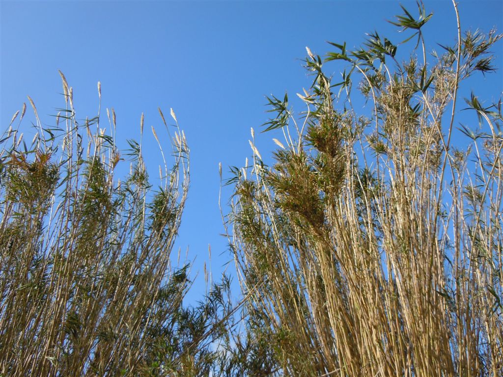 Piante altissime - Arundo donax